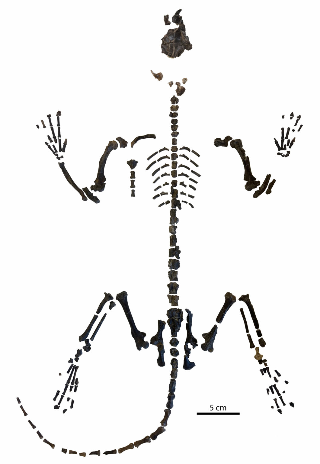 Complete Skeleton Solves 140-Year-Old Mystery of Mixodectes pungens