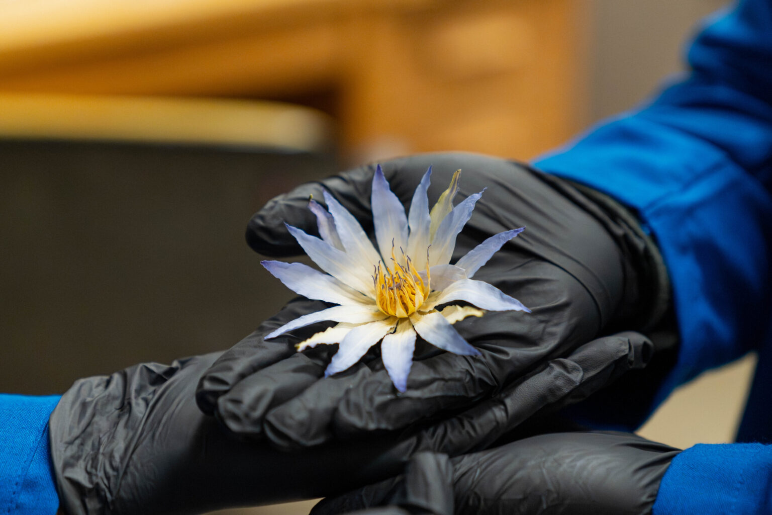 The Mysterious Blue Lotus: Ancient Egypt’s Sacred Flower, Rediscovered