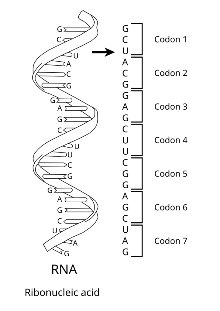 What is a Codon? Unlocking the Genetic Language of Life