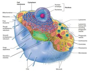 Toadstool Cell Structure Parrots Just Did Something Scientists Thought Only Humans Could Do