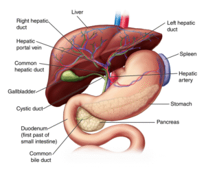 What Is The Liver Understanding Its Vital Functions And Role In